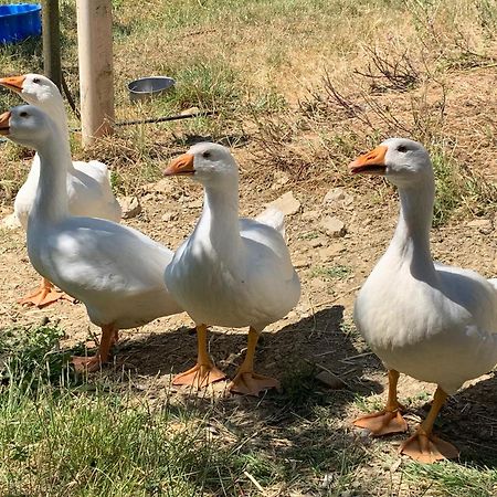 Case Coloniche Berni Impruneta Εξωτερικό φωτογραφία